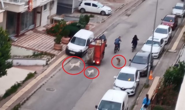 Sokakta köpek çetesi
