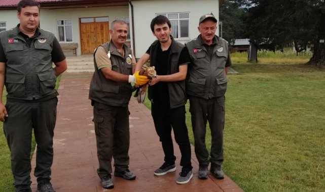 Yaralı şahine ilk müdahale ormancılardan