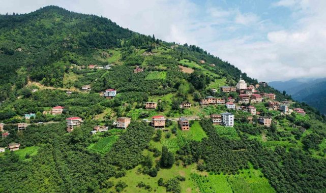 Yomralı arıcılar Anzer Balına rakip çıktı