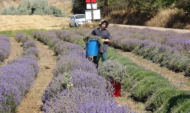 Yozgat'ta hububata alternatif olarak ekilen lavanta üreticinin gözdesi oldu