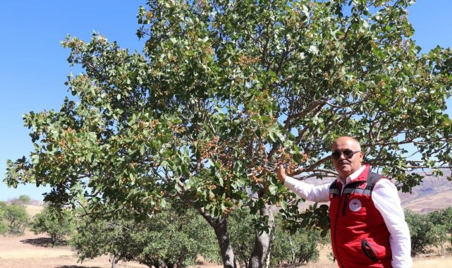 'Sivas'ta yetişmez' denilen ürünler meyvelerini verdi, Antep fıstığı Sivas'ı sevdi