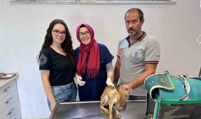 Aç ve bitkin halde bulunan yavru tilki bakımının ardından doğaya salınacak