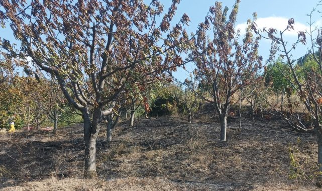 Amasya'da çıkan yangında 10 dönüm meyve bahçesi zarar gördü