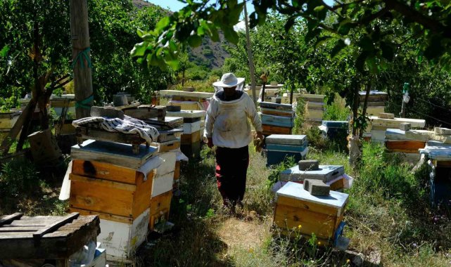 Arıcılar hasat için gün sayıyor