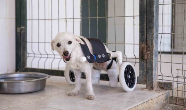 Arka ayakları kesilmiş halde bulunan köpek yürüteçle yürümeye başladı