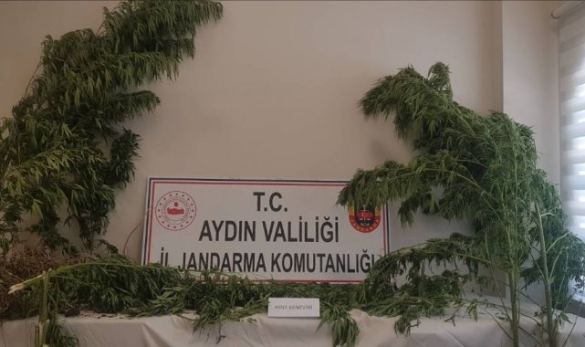 Aydın'da 44 kök kenevir ele geçirildi