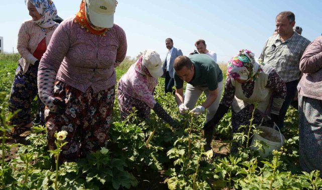 Balıkesir'de alım garantili bamya hasadı başladı
