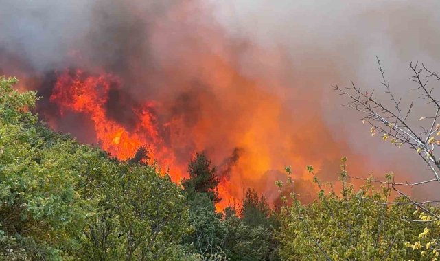 Bursa İznik'teki orman yangınında 30 hektar alan küle döndü