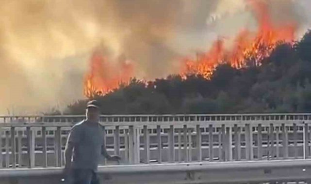Bursa'da barakadan çıkan yangın zeytinlik alana sıçradı
