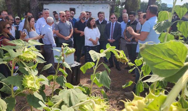 Çanakkale'de yerli ve milli ayçiçeği hasadı başladı