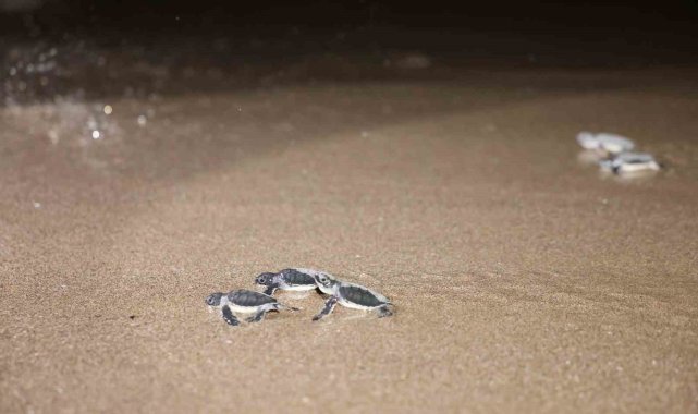 Caretta carettalar denizle buluşuyor
