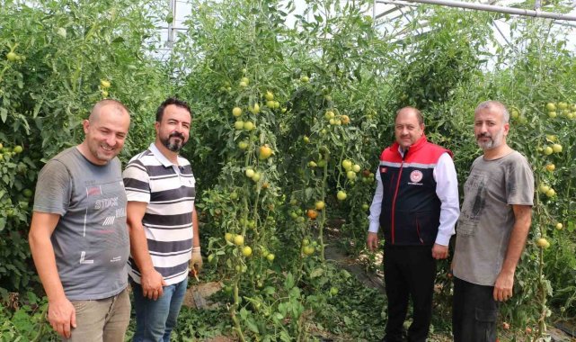 Erzincan, domates ve salatalıkta bölgeyi besliyor