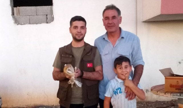 İdil'de yaralı halde bulunan peçeli baykuş tedavi altına alındı