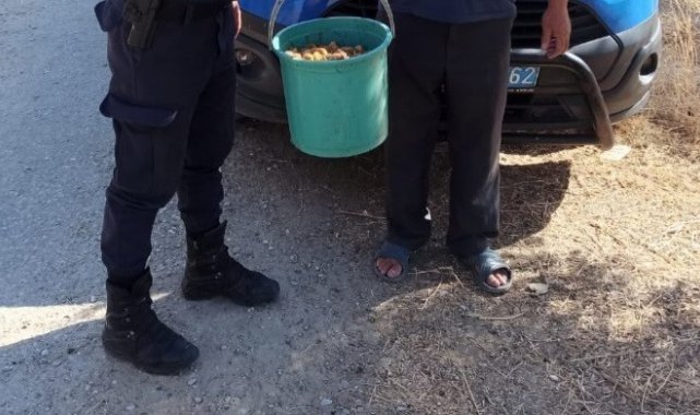 İncir bahçelerine hırsız dadandı, jandarma suçüstü yakaladı