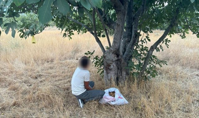 İncir hırsızı suçüstü yakalandı