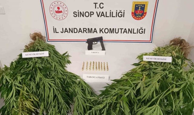 Jandarmadan kenevir operasyonu