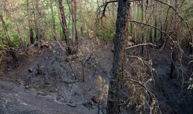 Karabük Ovacık'taki orman yangını kontrol altına alındı