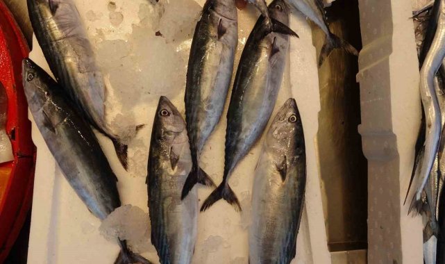 Karadeniz'de palamut bereketi