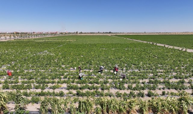 Karatay'da ata tohumu ürünleri hasadı başladı