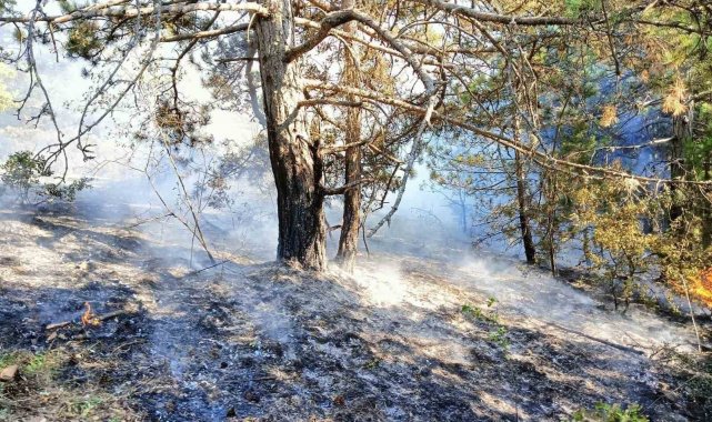 Kastamonu'da çıkan orman yangını büyümeden söndürüldü