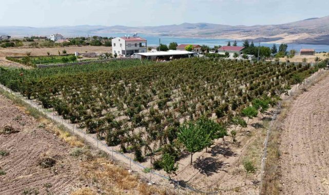 Kayserililer böğürtleni dalında yiyor