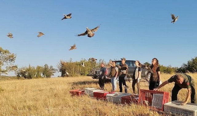 Kırklareli'nde keklikler doğaya salındı