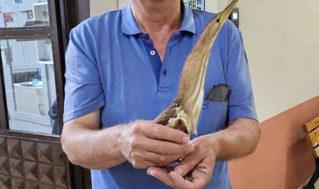 Nesli tükenmek üzere olan balaban kuşu bulundu