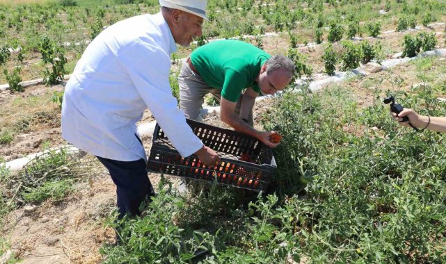 Niğde'de üniversitenin tarım arazilerinde sebze meyve hasadı başladı
