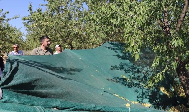 Selendi'de badem hasadı başladı