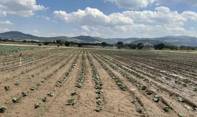 Sinanpaşa'da brokoli üretimi artıyor