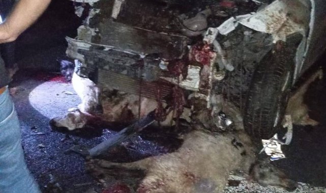Siverek'te otomobil koyun sürüsüne daldı