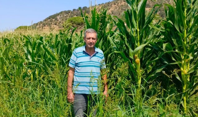 Söke'de yem bitkileri desteği için tarla kontrolleri yapıldı