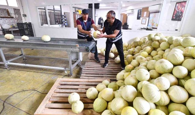 Tarlada kalan 300 ton kavun vatandaşa dağıtıldı
