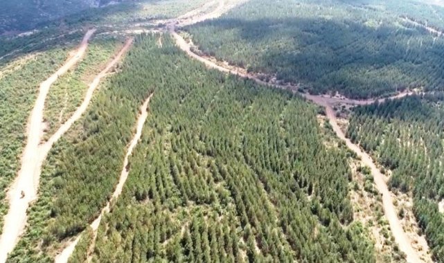 Tavşanlı'da ağaçlandırma sahalarındaki yollarda bakım çalışması