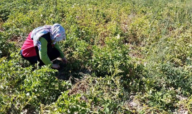 Tavşanlı'da patates üretimi yapılan alanlarda hastalık ve zararlı surveyleri yapıldı