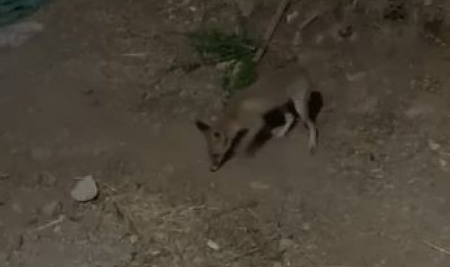 Tilki ve bahçe sahibi arasındaki sohbet gülümsetti :"Kümesten uzak dur, arkadaşlığımız bozulmasın!"