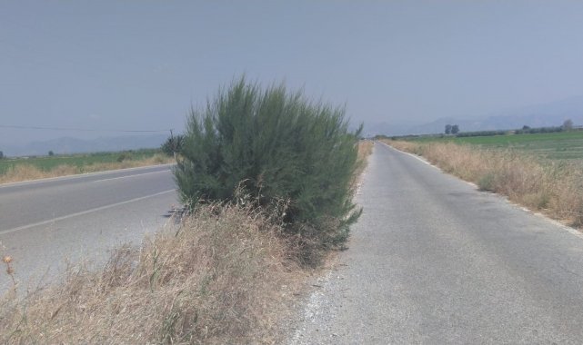 Yol kenarındaki otlar tehlike oluşturuyor