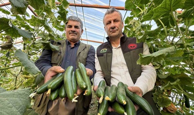 Yüksekova'da seracılık gelişiyor