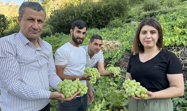 Yüksekova'nın yerli üzümünün bereketi yüz güldürüyor