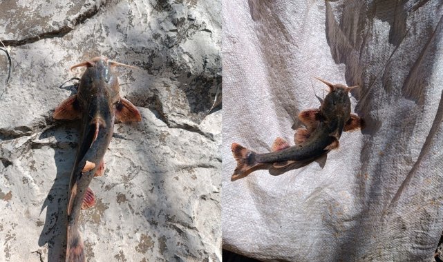 Zap Suyu'nda 'İğneli Bodur Yayın Balığı' yakalandı