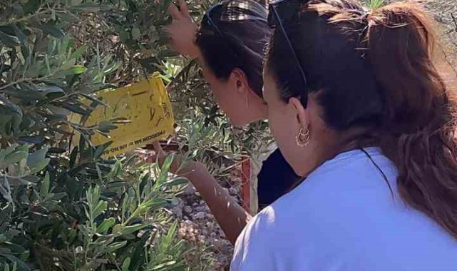 Zeytin üreticilerine "ilaçlama" çağrısı