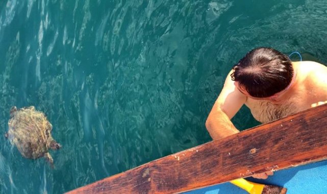 Alanya'da denizde şaşırtan karşılaşma: Dev carretta caretta ile 1,5 saat yüzdüler