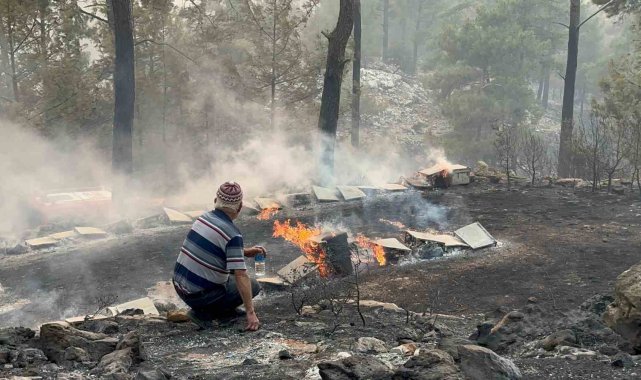 Alevler emekleri yok etti: Orman yangınında yüzlerce arı kovanı küle döndü