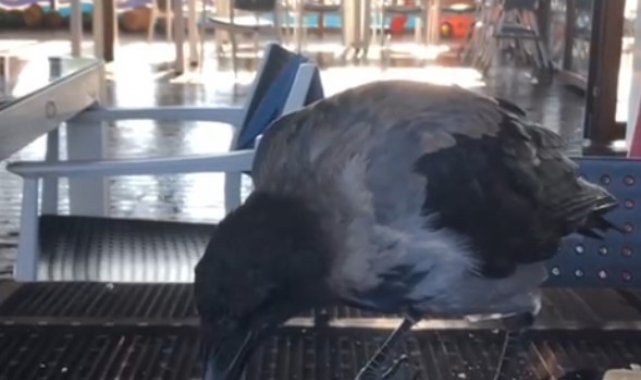 Antalya'da restorana gelip kahvaltıya eşlik eden karga gülümsetti
