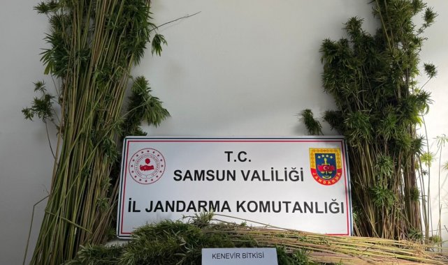 Arazide 957 kök kenevir bitkisi ele geçirildi