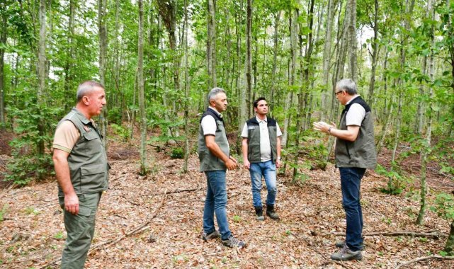 Balıkesir'de kayın ormanlarından bereket yağıyor
