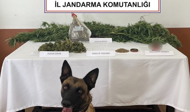 Balkonda kenevir yetiştiren şahsı jandarma yakaladı