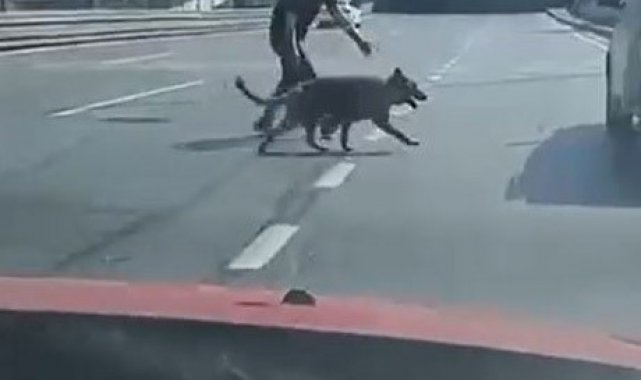 Beylikdüzü E-5'te sürücülerden köpek kurtarma operasyonu
