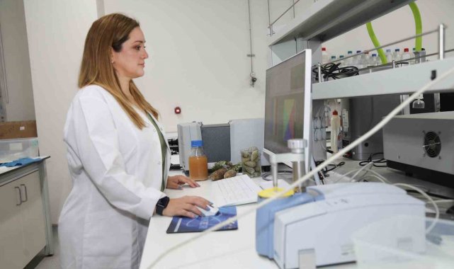 BTÜ'lü akademisyenler kozalak şuruplarının içeriğini araştıracak