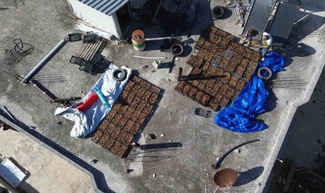 Çiftçinin domuzlardan kurtarabildiği kuru incir, 300 ila 350 TL arasında alıcı buluyor